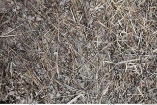 Photo Texture of Grass Dead 0009